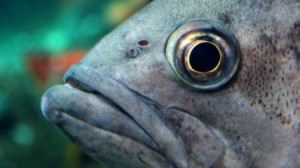 fish-closeup